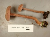 Laccaria bicolor image
