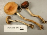 Leratiomyces squamosus image