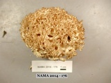 Ramaria subviolacea image