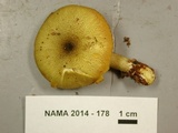 Tricholomopsis decora image