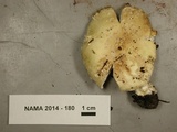 Amanita muscaria var. formosa image