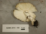 Amanita muscaria var. formosa image