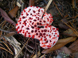 Hydnellum peckii image