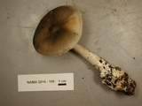 Amanita constricta image