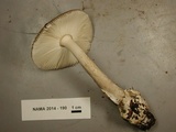 Amanita constricta image