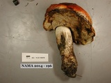 Leccinum vulpinum image