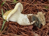 Pleurotus dryinus image