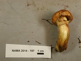 Suillus caerulescens image