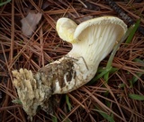 Pleurotus dryinus image