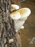 Pleurotus dryinus image