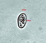 Aspicilia knudsenii image