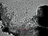 Aspicilia knudsenii image