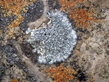 Aspicilia radiosa image