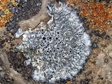 Aspicilia radiosa image