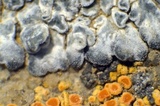 Aspicilia radiosa image
