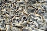 Aspicilia radiosa image