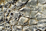 Aspicilia radiosa image