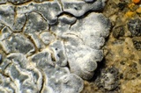 Aspicilia radiosa image