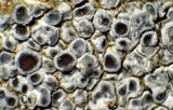 Aspicilia radiosa image