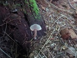 Inocybe tubarioides image