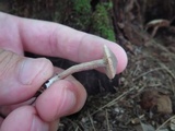 Inocybe tubarioides image