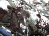 Inocybe tubarioides image