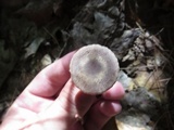 Inocybe tubarioides image