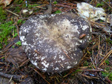 Russula nigricans image