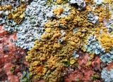 Xanthoria elegans image