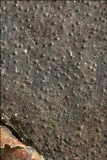 Biscogniauxia nummularia image