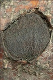 Biscogniauxia nummularia image