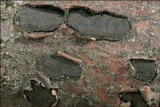 Biscogniauxia nummularia image
