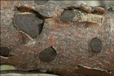 Biscogniauxia nummularia image