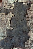 Biscogniauxia nummularia image