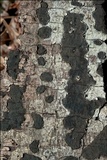 Biscogniauxia nummularia image