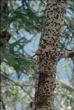 Biscogniauxia nummularia image