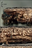 Biscogniauxia nummularia image