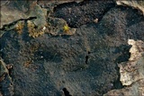 Biscogniauxia nummularia image