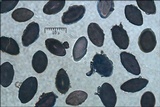 Biscogniauxia nummularia image