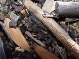 Peziza violacea image