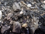 Peziza violacea image