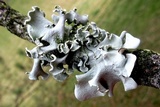 Parmotrema austrosinense image