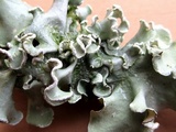Parmotrema austrosinense image