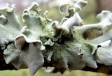 Parmotrema austrosinense image