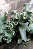 Parmotrema austrosinense image