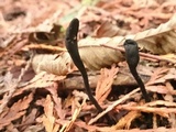 Trichoglossum hirsutum image