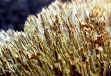 Hydnochaete olivacea image