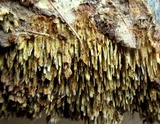 Hydnochaete olivacea image
