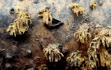 Hydnochaete olivacea image