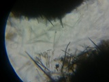 Trichoglossum hirsutum image